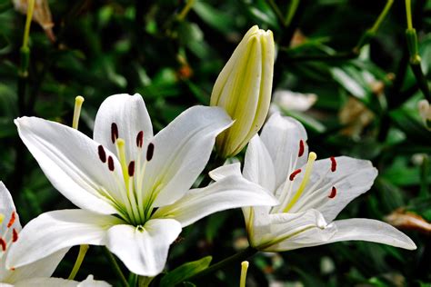 黃百合招財|香水百合花，開運招財法～